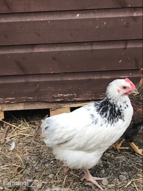 Light Sussex - Point of Lay Hens