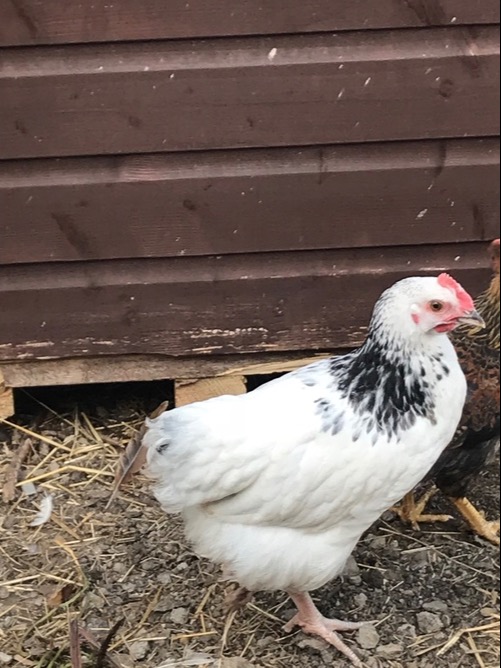 Light Sussex - Point of Lay Hens