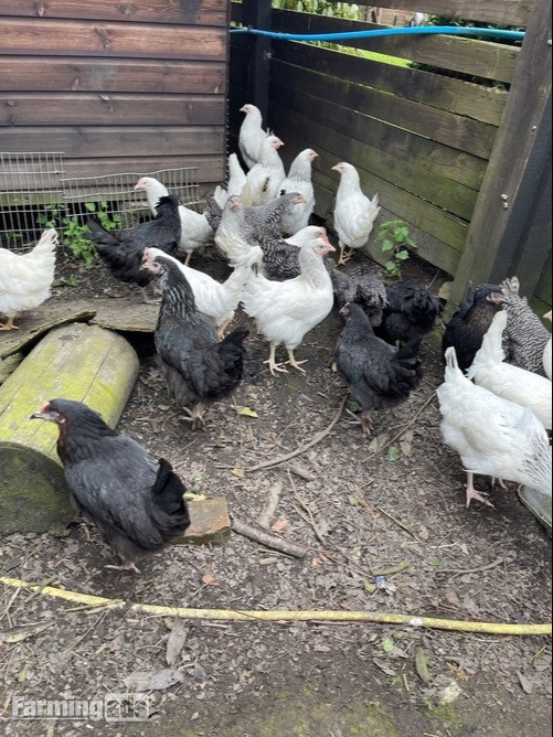  Light Sussex - Point of Lay Hens