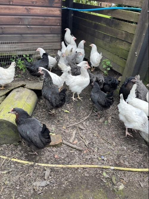  Light Sussex - Point of Lay Hens