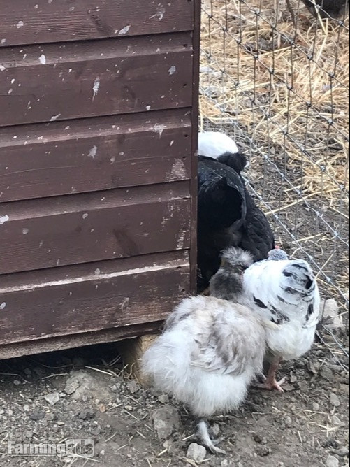 Light Sussex - Point of Lay Hens - {CATEGORY}