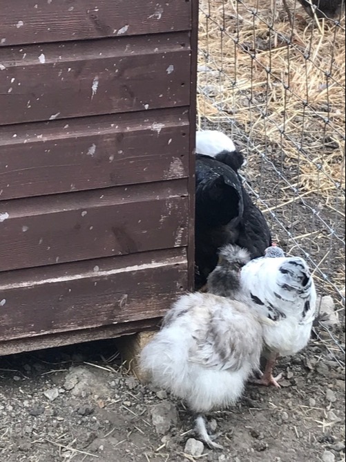 Light Sussex - Point of Lay Hens - {CATEGORY}