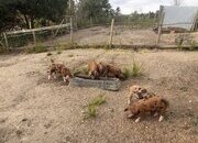 Lovely OSB weaners for sale - lovely temperament - 9 weeks old