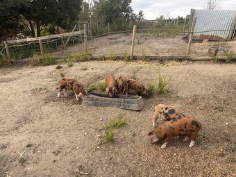 Lovely OSB weaners for sale - lovely temperament - 9 weeks old