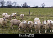 Finishing Lambs Cross Tex & Charolais (20)