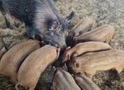 Organic Iron Age (Tamworth x Wild Boar) weaners (boar)