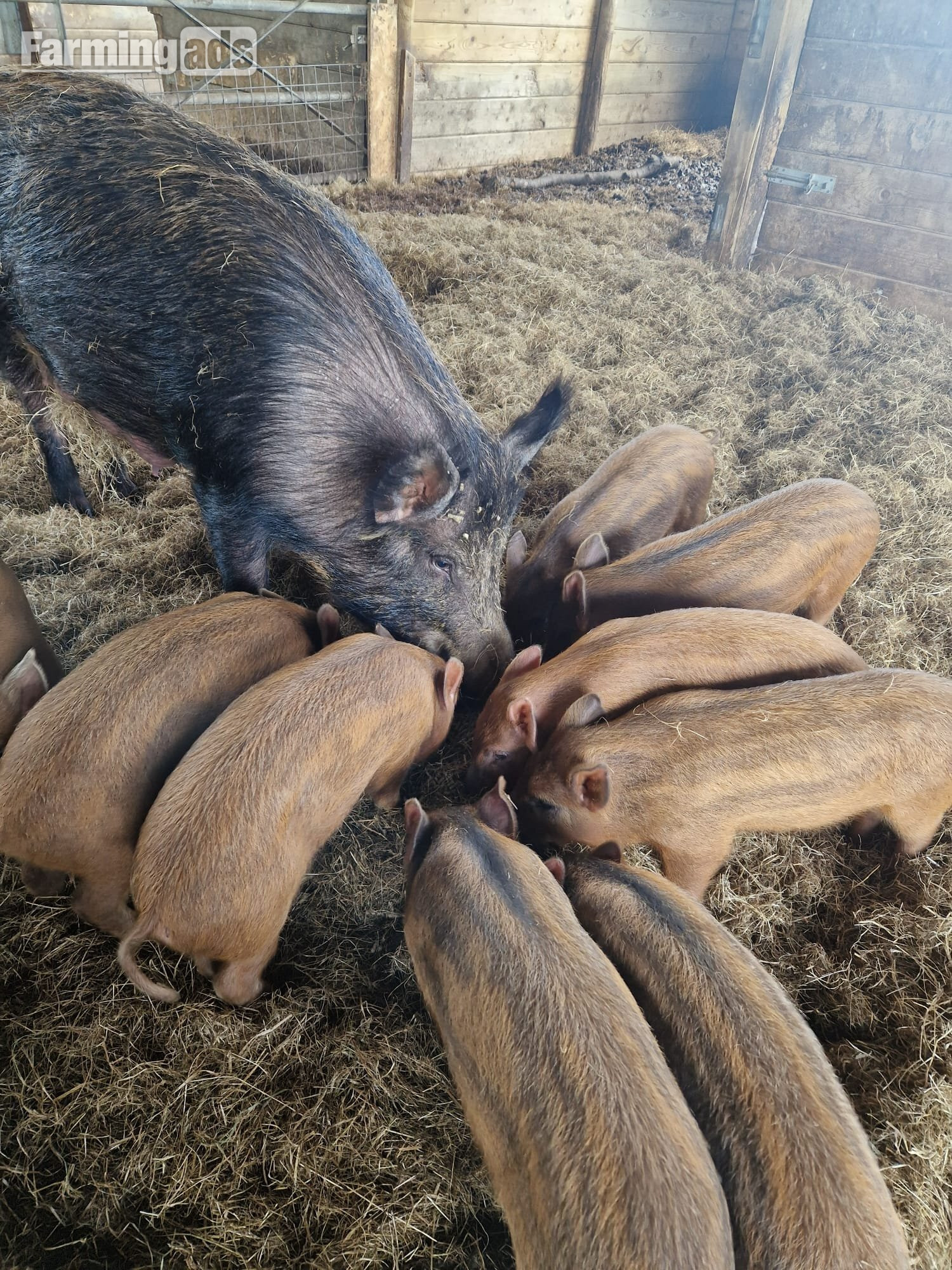 Organic Iron Age (Tamworth x Wild Boar) weaners (boar)