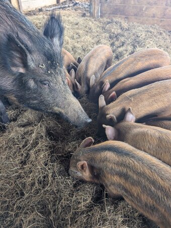 Organic Iron Age (Tamworth x Wild Boar) weaners (boar)
