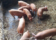 Tamworth weaners for sale