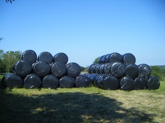 80 BALES of HAYLAGE, suitable for Horses