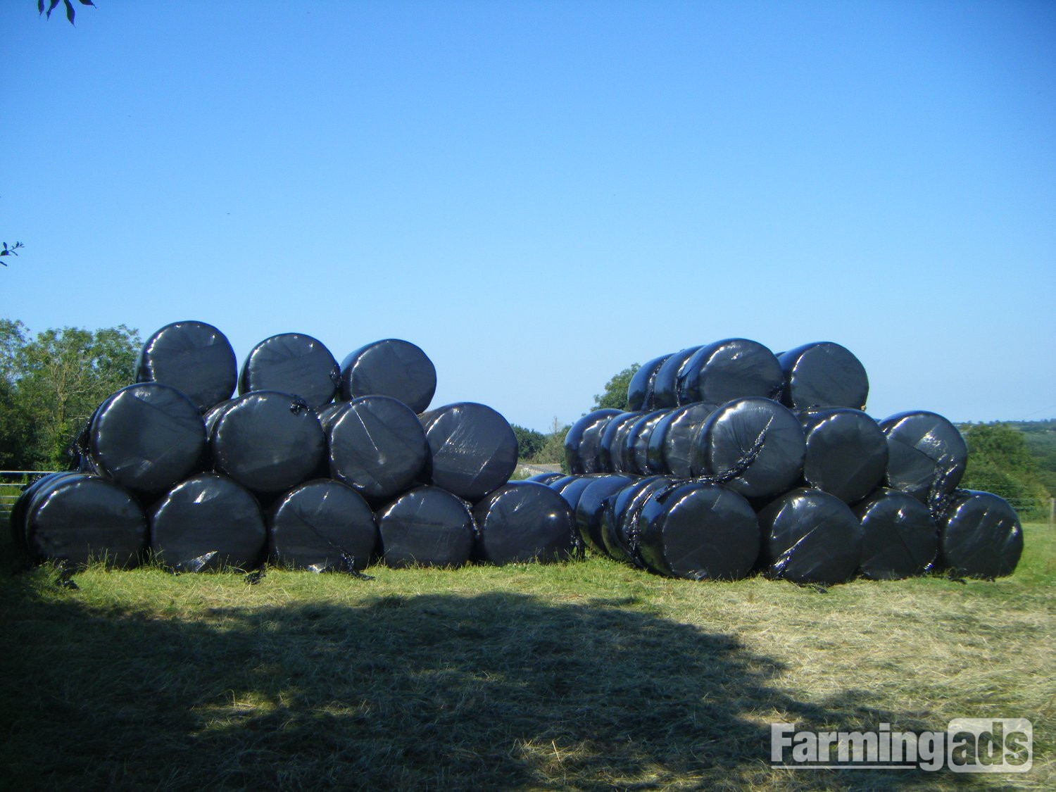  80 BALES of HAYLAGE, suitable for Horses