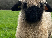 Two Valais Blacknose Wether Lambs 