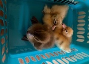 Indian runner ducklings mixed colours unsexed