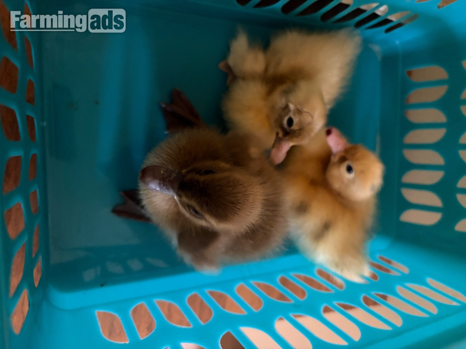 Indian runner ducklings mixed colours unsexed