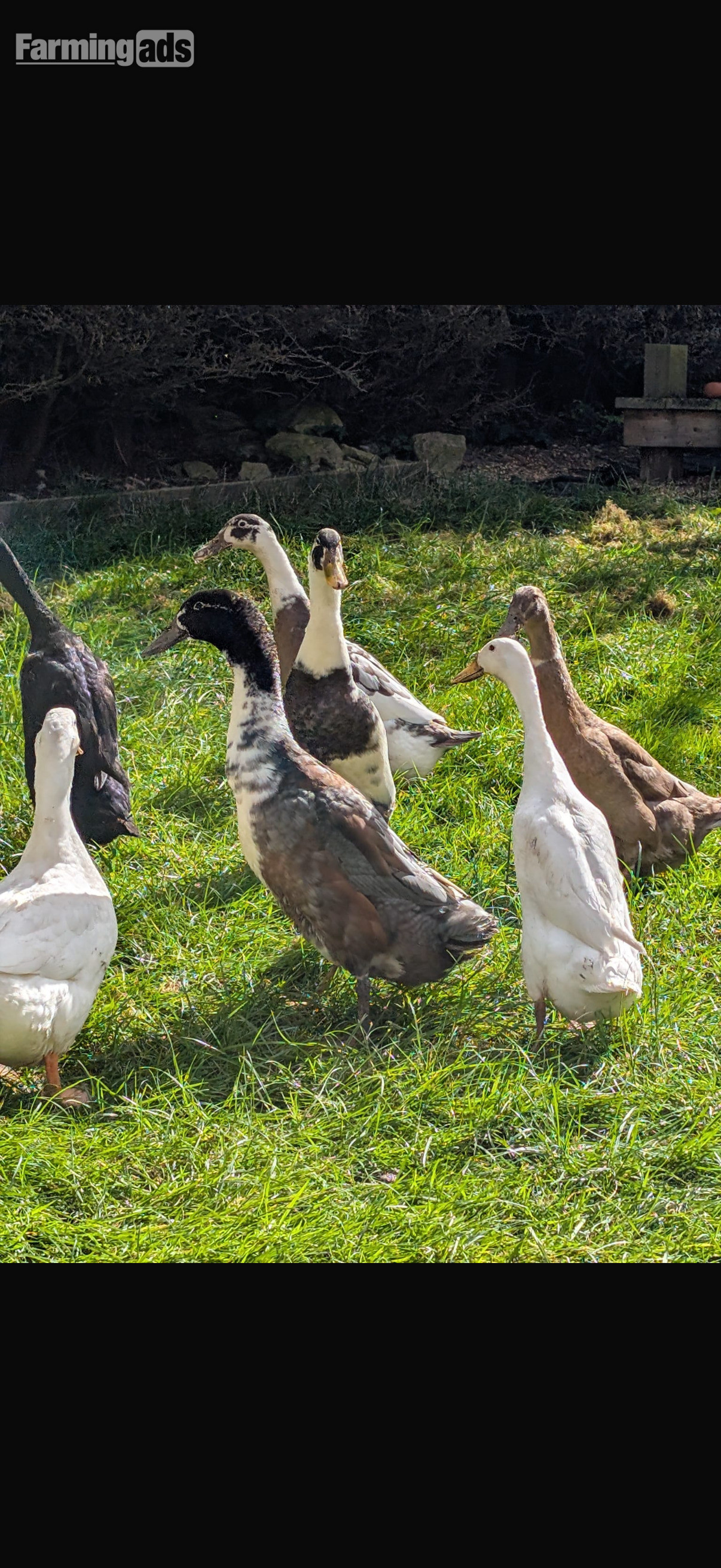 Indian runner ducklings mixed colours unsexed