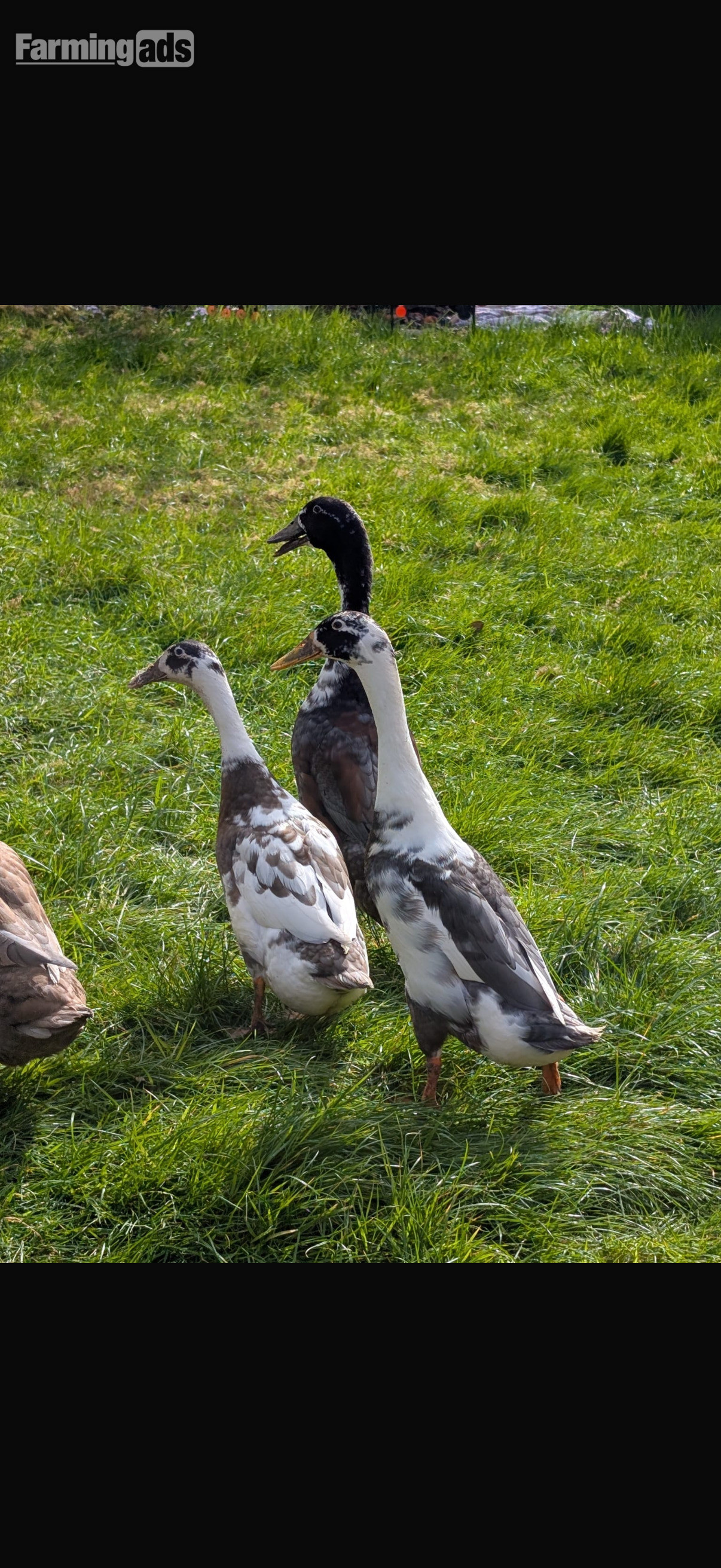  Indian runner ducklings mixed colours unsexed