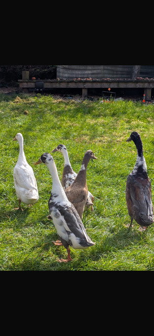 Indian runner ducklings mixed colours unsexed
