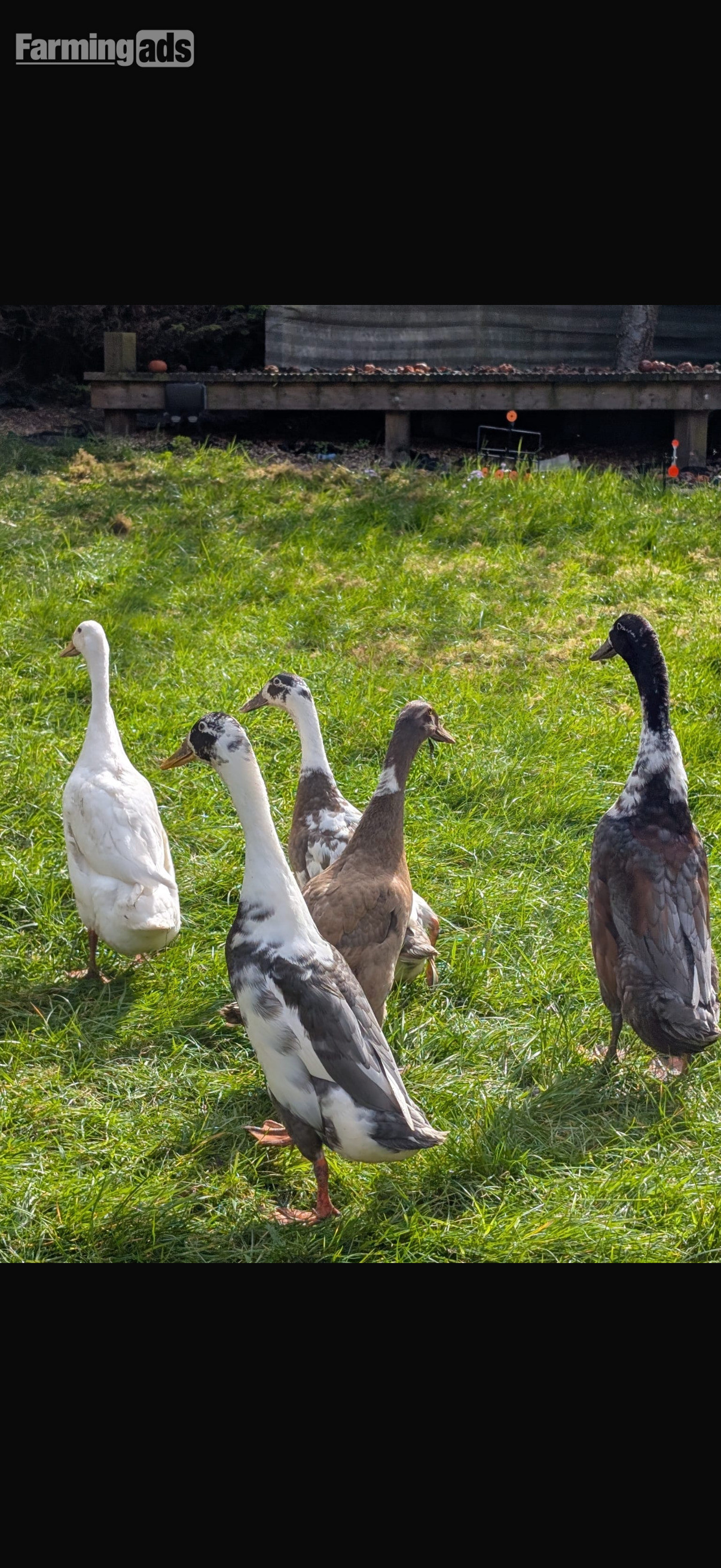 Indian runner ducklings mixed colours unsexed - {CATEGORY}