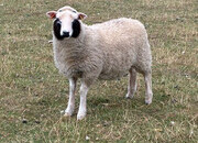 Shetland sheep wethers (castrated rams) for sale 