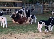 Registered Mature Jacob Ram