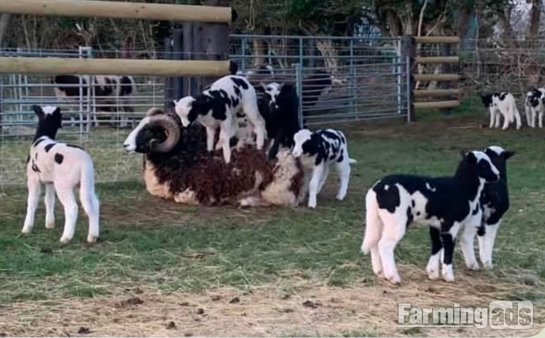 Registered Mature Jacob Ram