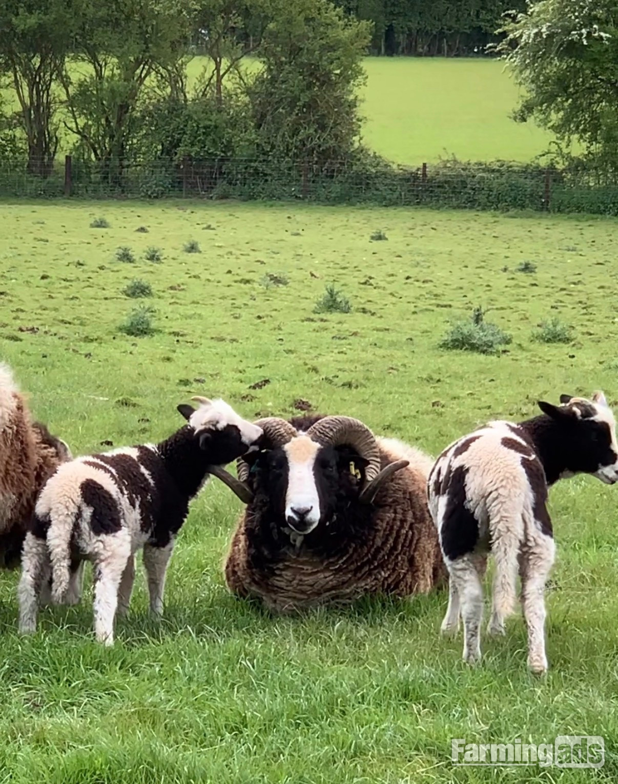 Registered Mature Jacob Ram