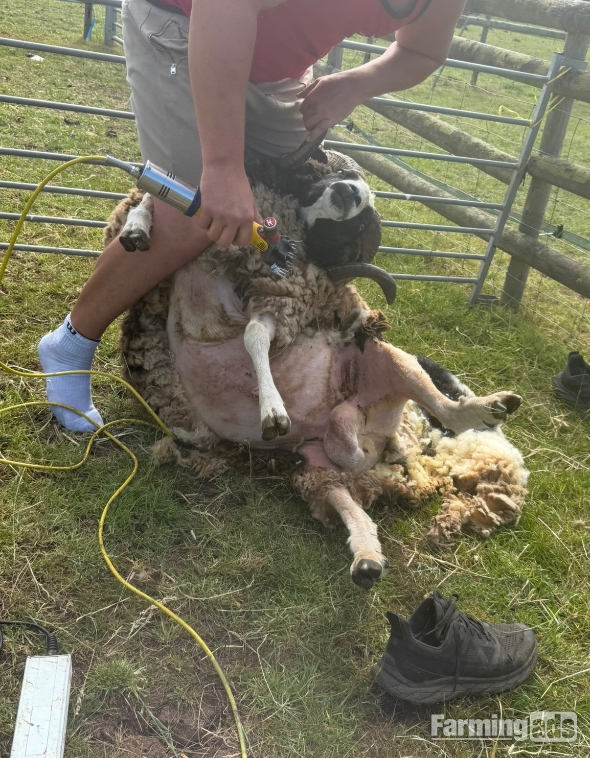  Registered Mature Jacob Ram