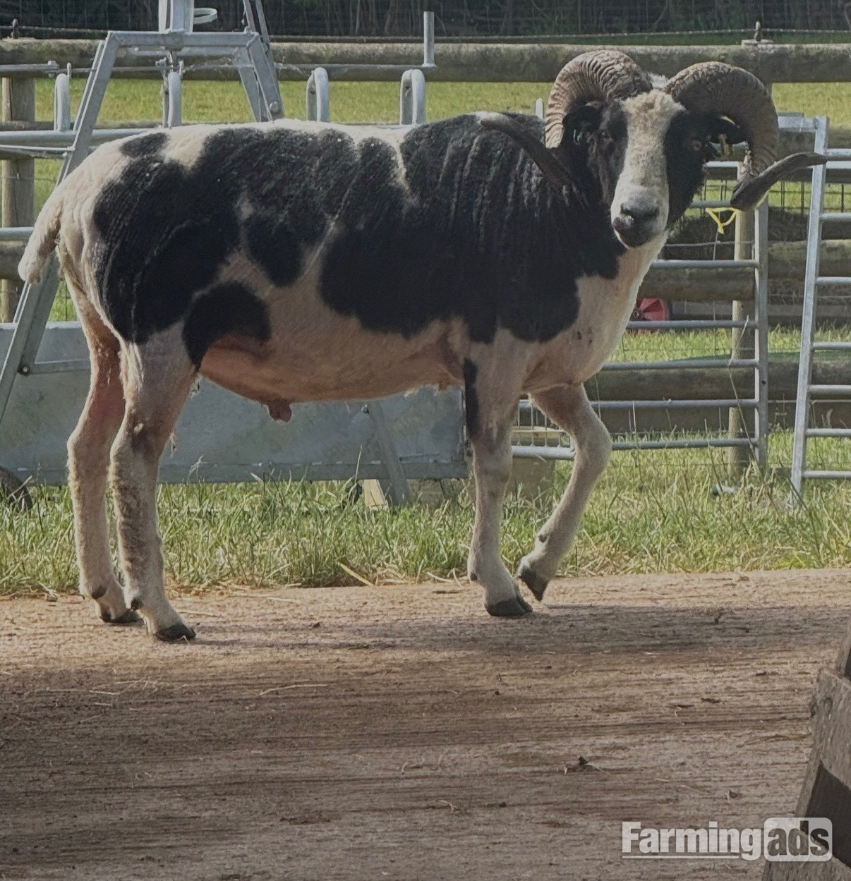 Registered Mature Jacob Ram - {CATEGORY}