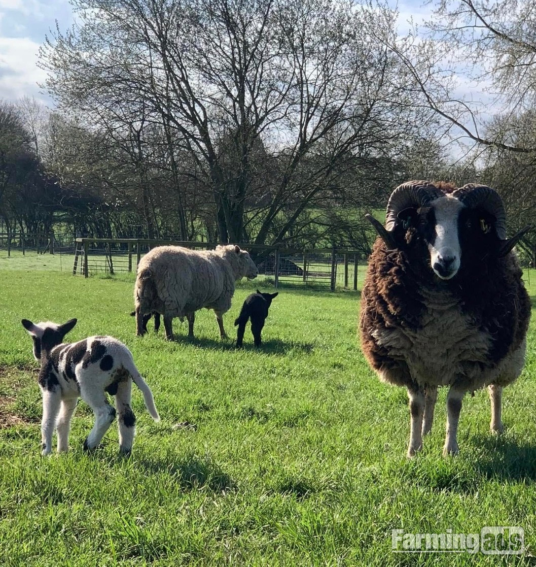 Registered Mature Jacob Ram - {CATEGORY}