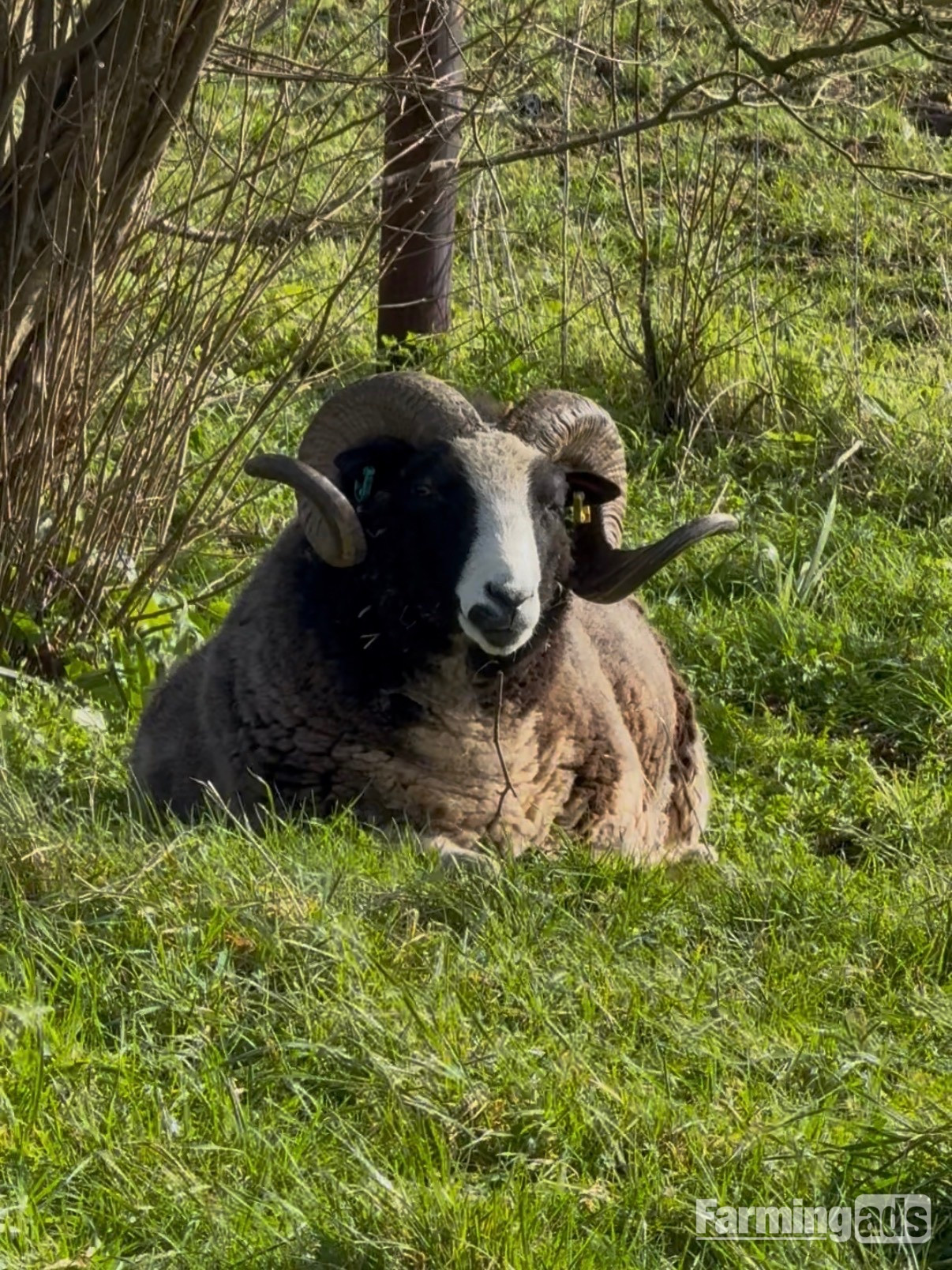 Registered Mature Jacob Ram 