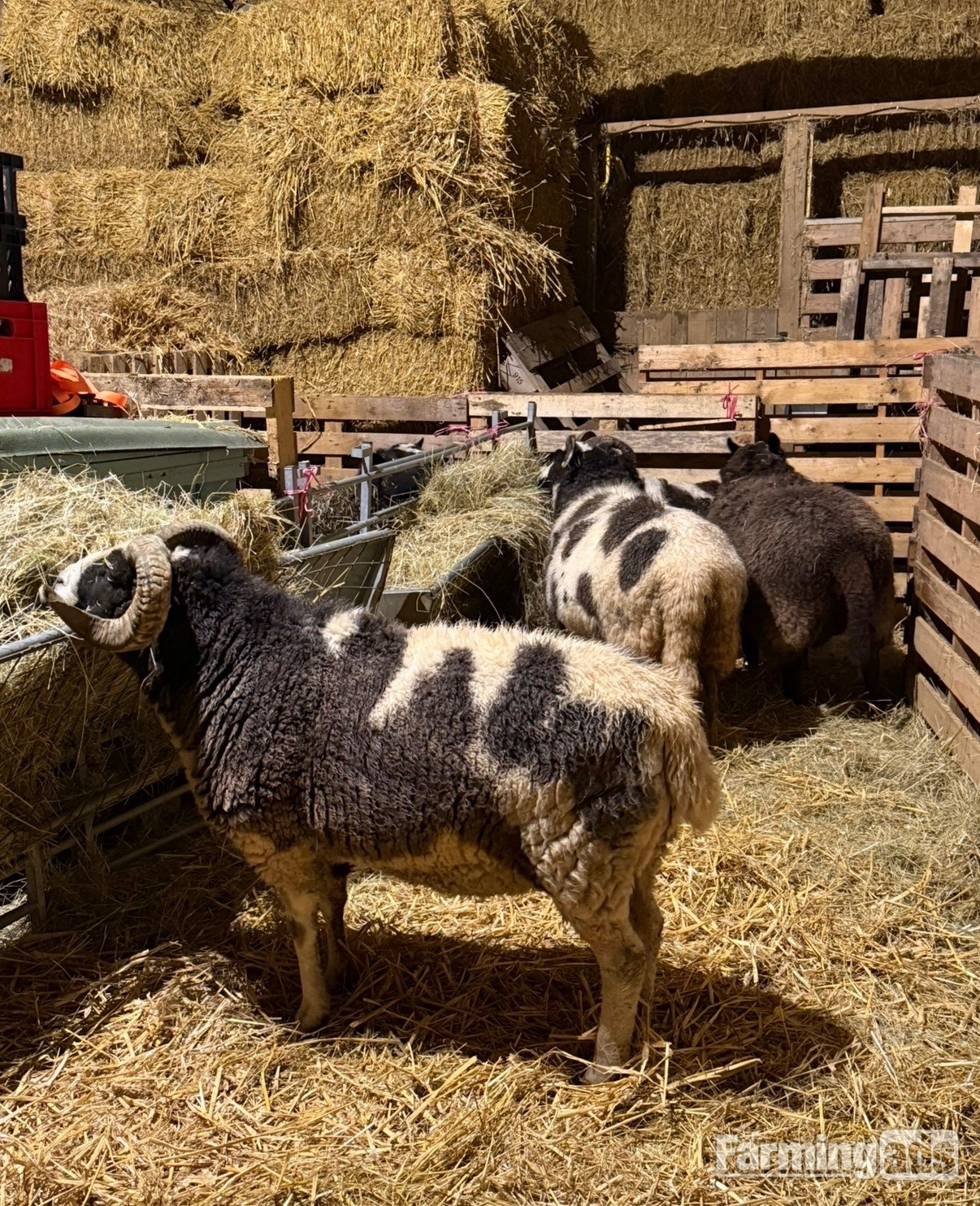 {CATEGORY} - Registered Mature Jacob Ram