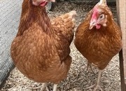 Quality Hybrid Chickens at Point of lay