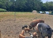 Pure Tamworth Weaners