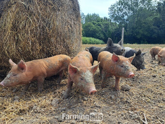 Pure Tamworth Weaners