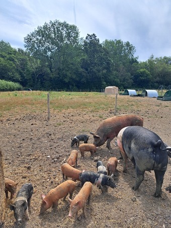 Pure Tamworth Weaners