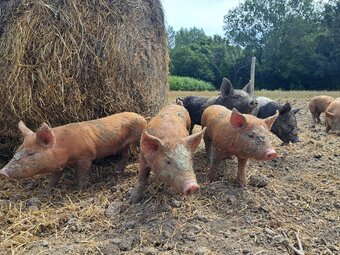 Pure Tamworth Weaners