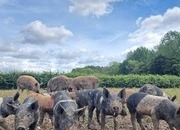 Hampshire Cross Piglets