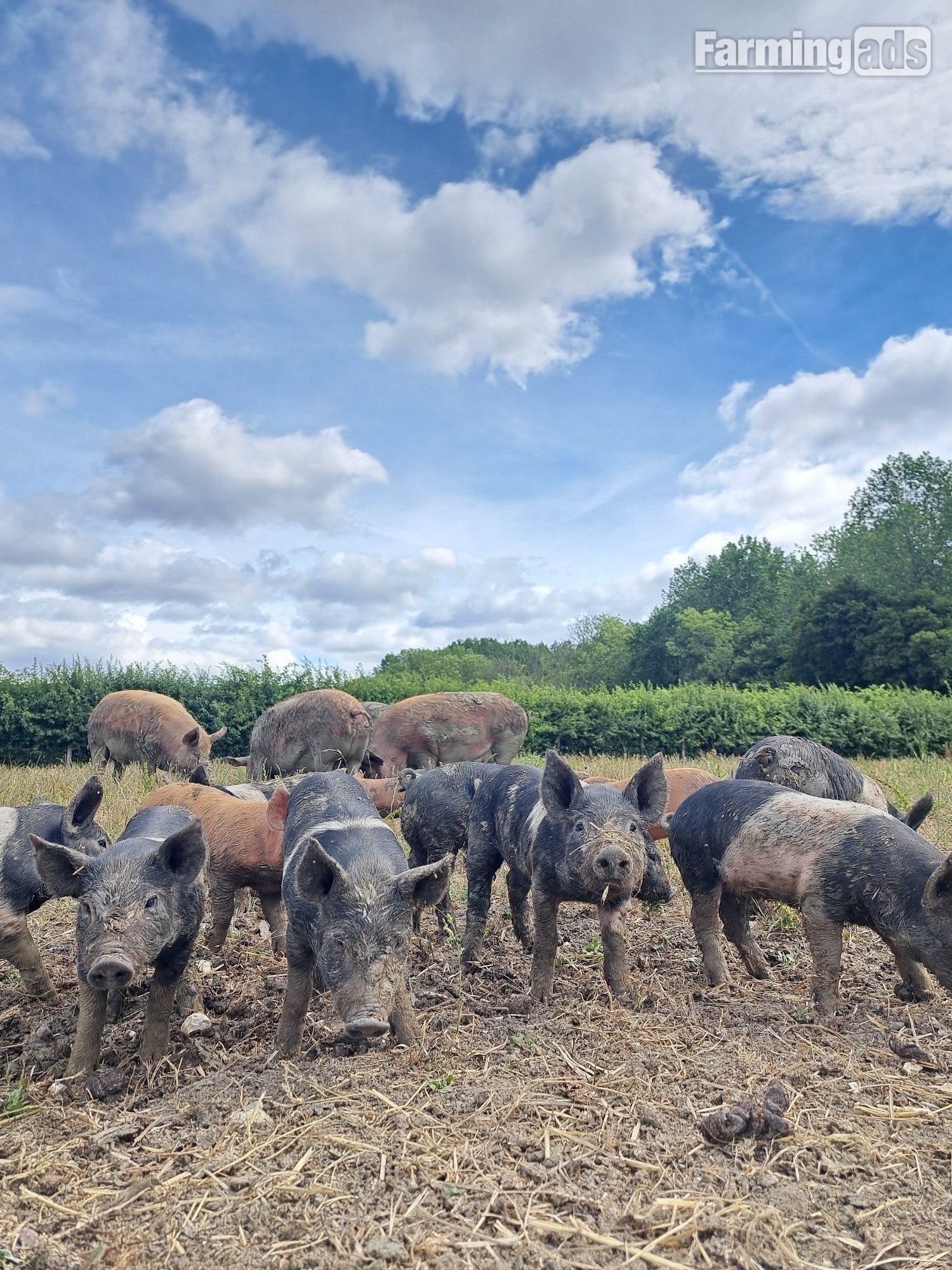 Hampshire Cross Piglets