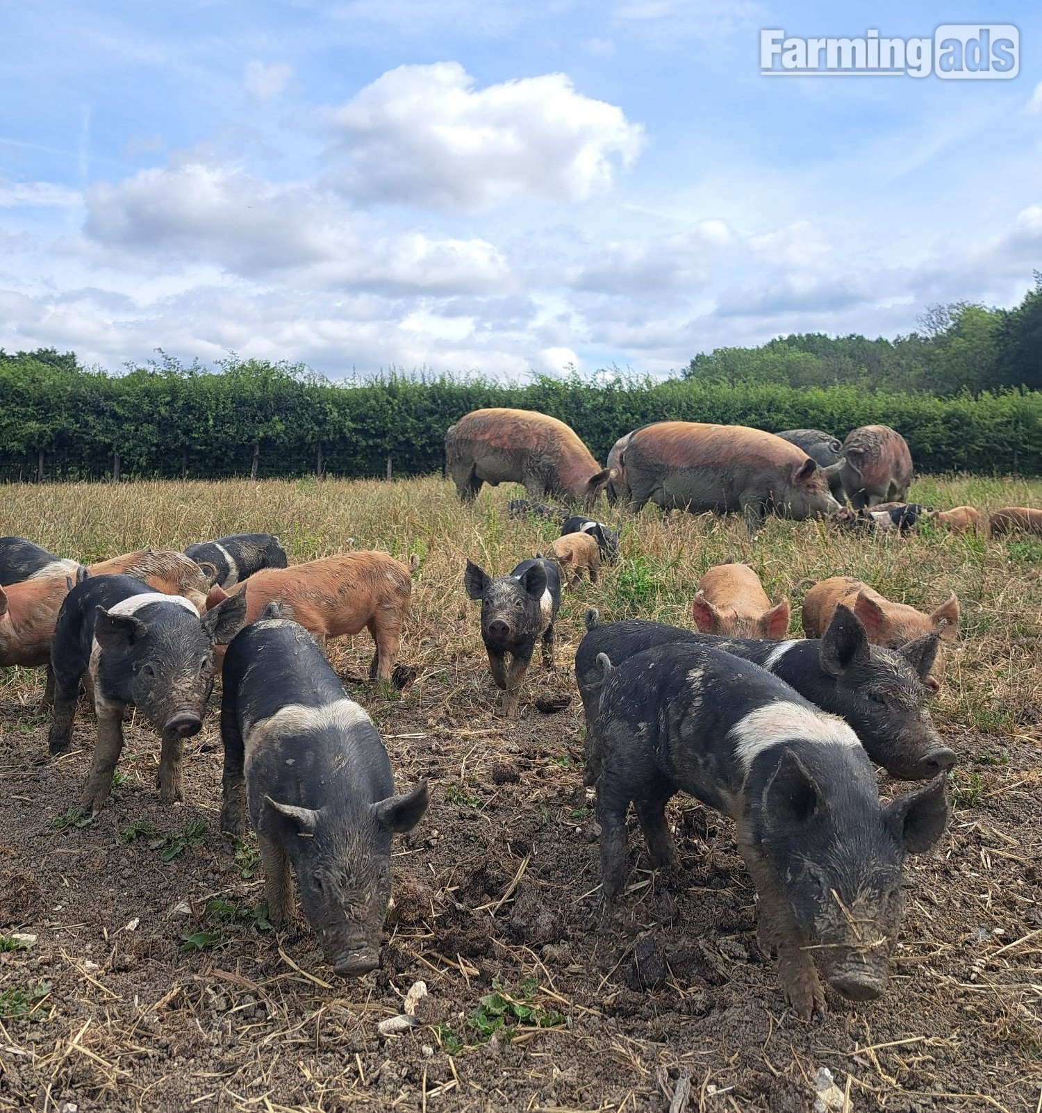Hampshire Cross Piglets