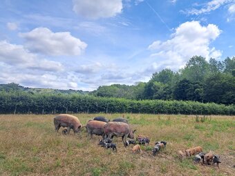 Hampshire Cross Piglets