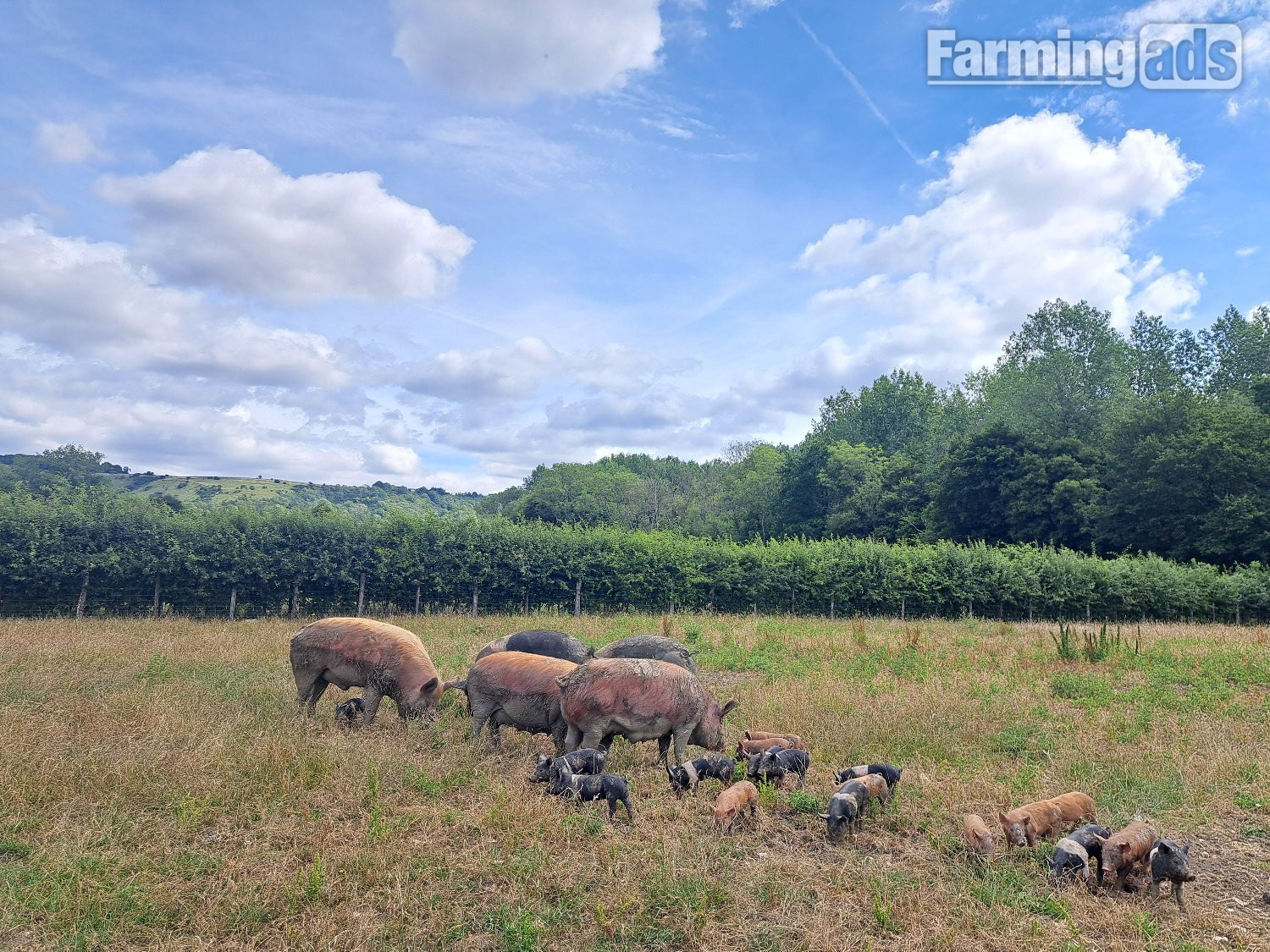  Hampshire Cross Piglets