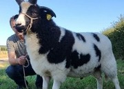 Quality 4-Horn Jacob Ram Lamb For Sale
