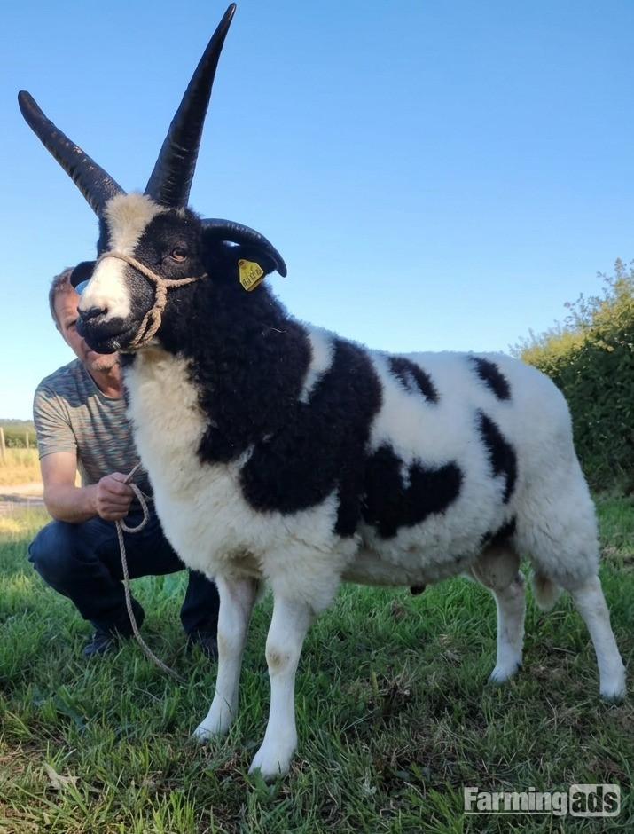 Quality 4-Horn Jacob Ram Lamb For Sale
