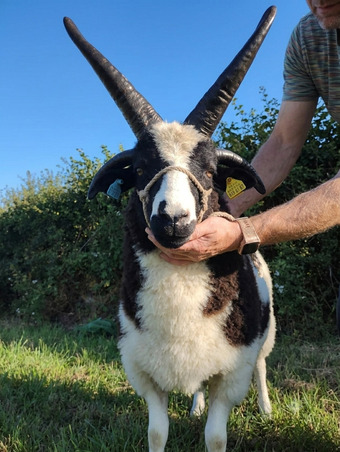 Quality 4-Horn Jacob Ram Lamb For Sale