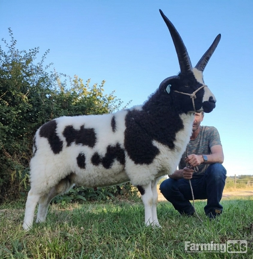 Quality 4-Horn Jacob Ram Lamb For Sale