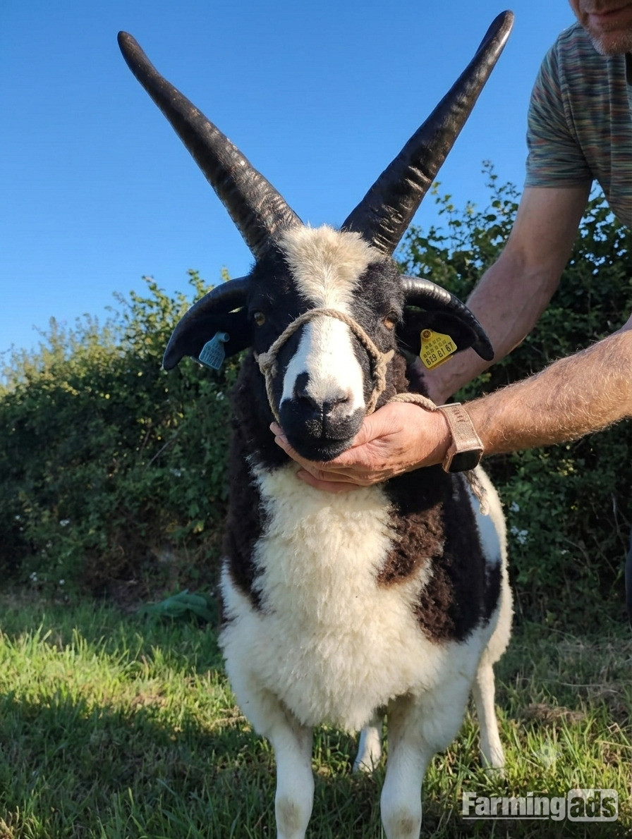  Quality 4-Horn Jacob Ram Lamb For Sale