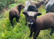 Ryeland Pure –Bred white and Coloured Lambs for Sale – Suffolk