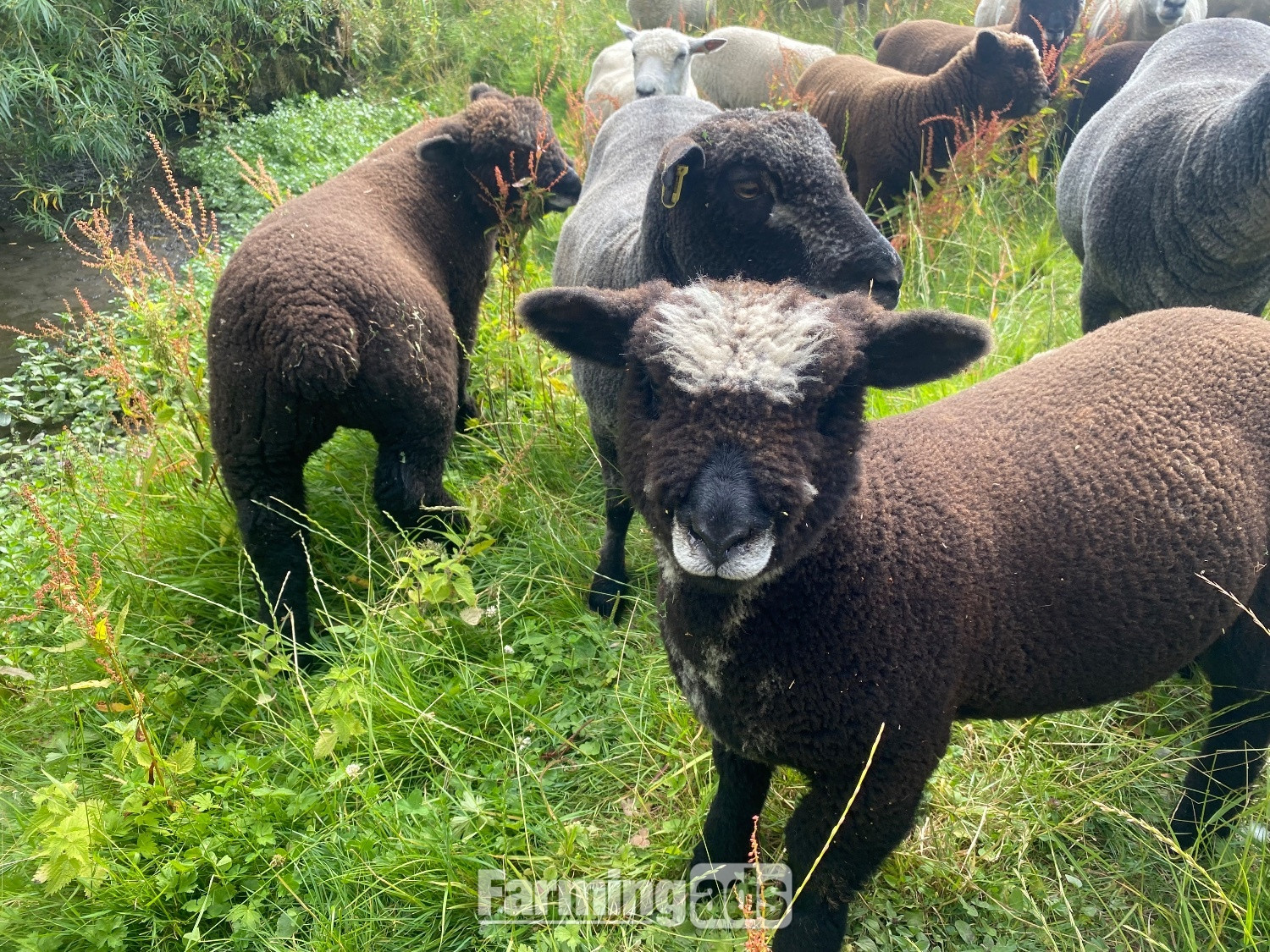 Ryeland Pure –Bred white and Coloured Lambs for Sale – Suffolk