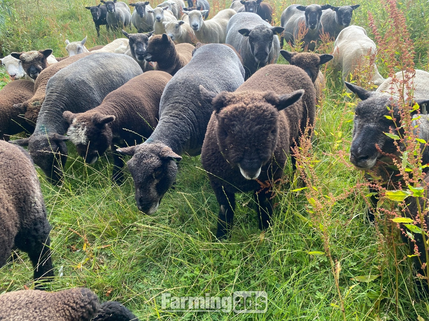 Ryeland Pure –Bred white and Coloured Lambs for Sale – Suffolk