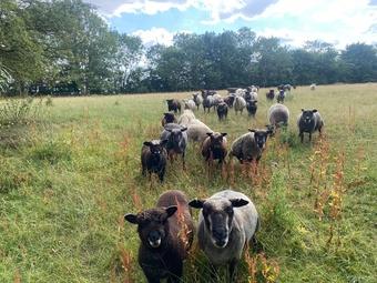 Ryeland Pure –Bred white and Coloured Lambs for Sale – Suffolk